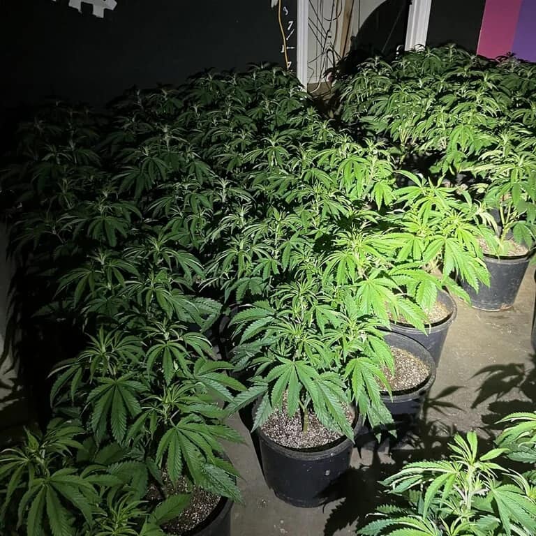California City Marijuana Plants