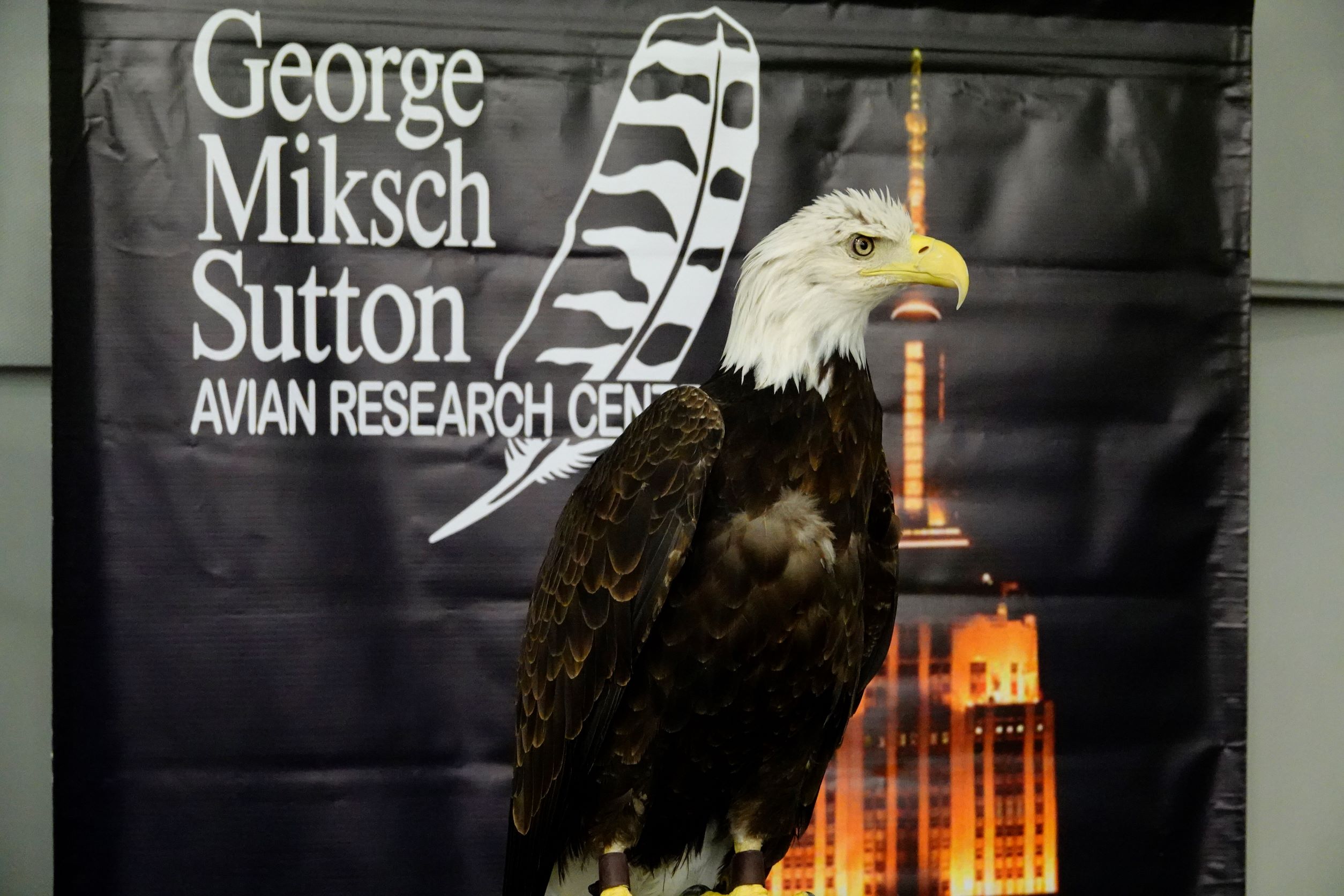 Bald eagle at the Sutton Avian Research Center