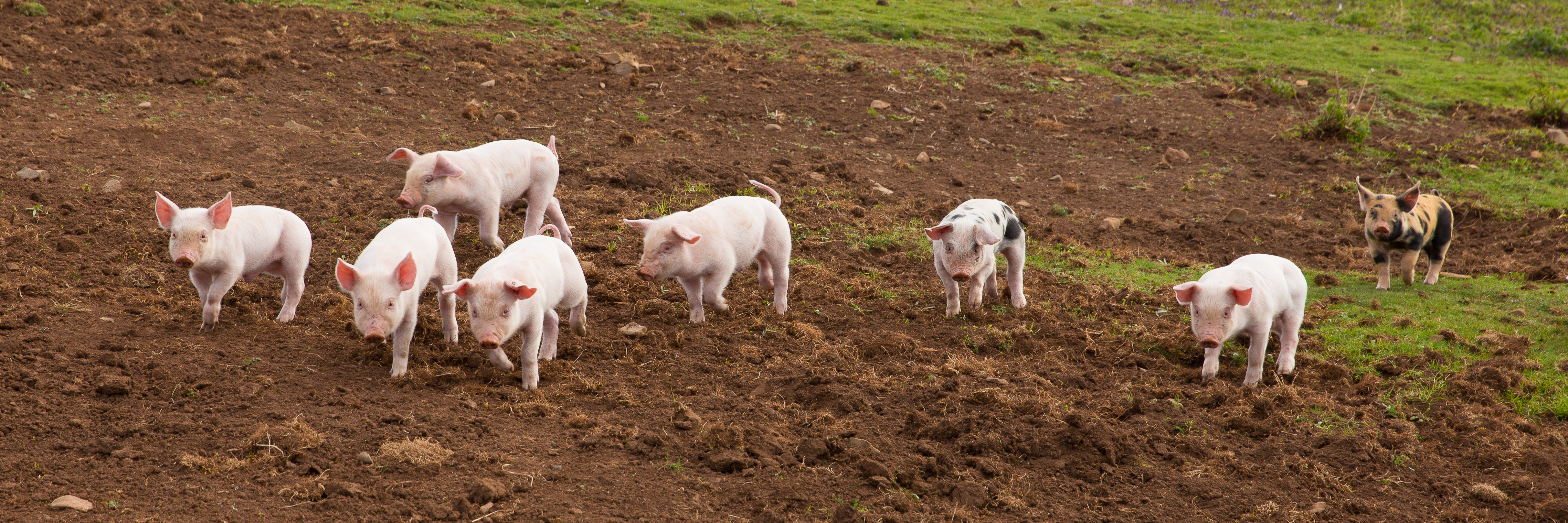 Young cute baby piglets running to camera including a spotted pi