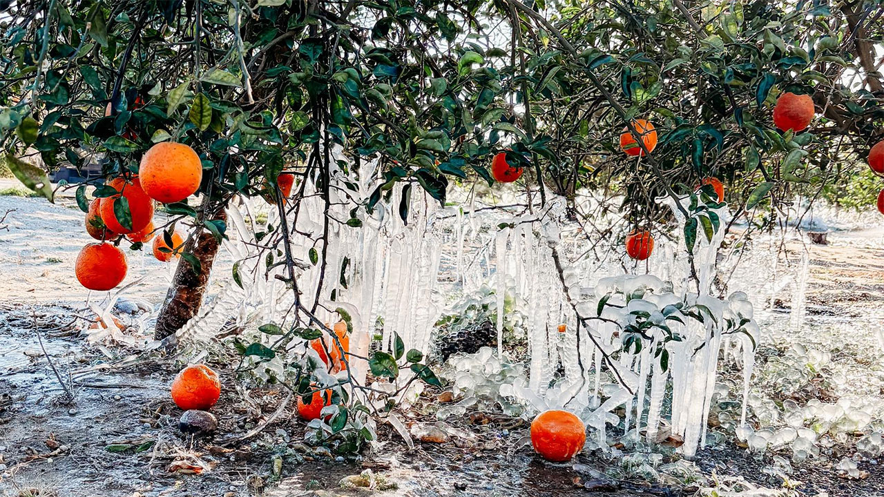 Frozen Citrus Tree on Feb. 1, 2026