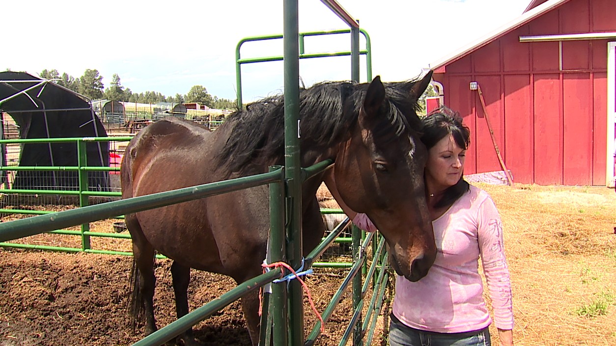 Journey with Equus