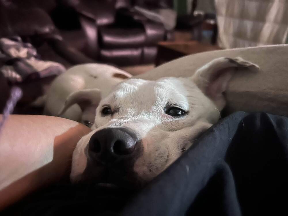 Maia
