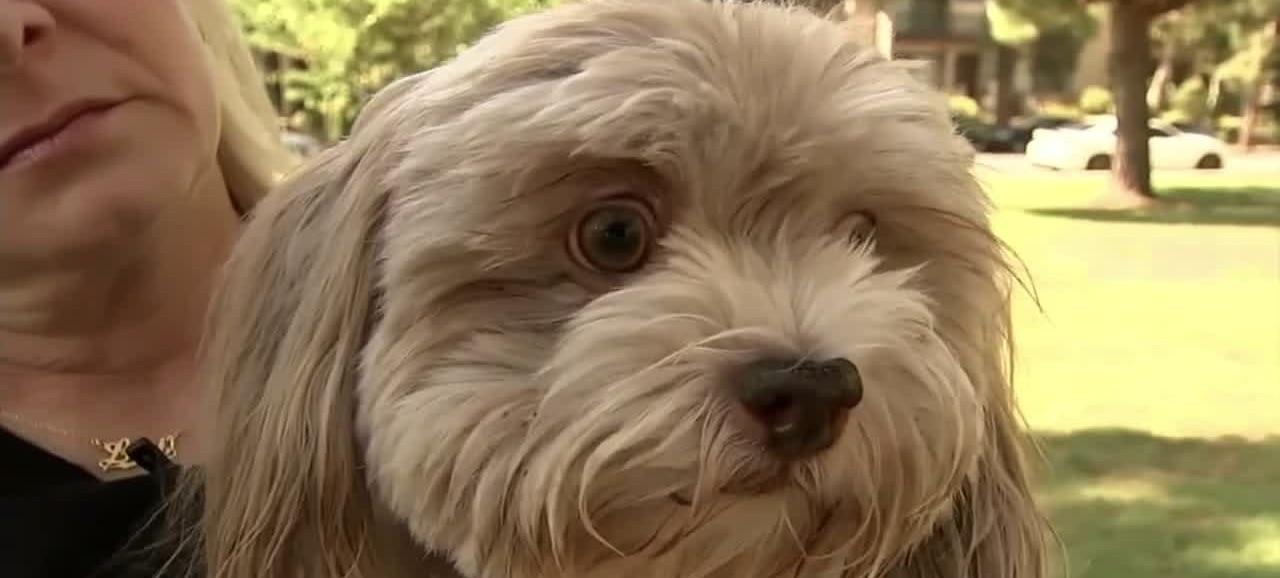 Dog accidentally ingests cocaine, THC