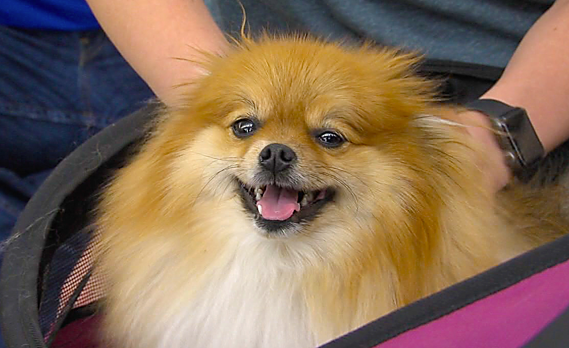pomeranian therapy dog