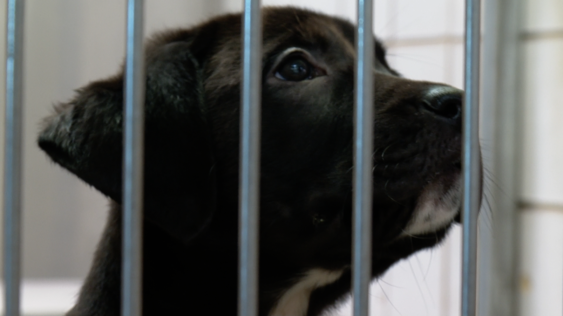The Humane Society of the Pikes Peak Region remained open for the most part throughout the entire pandemic