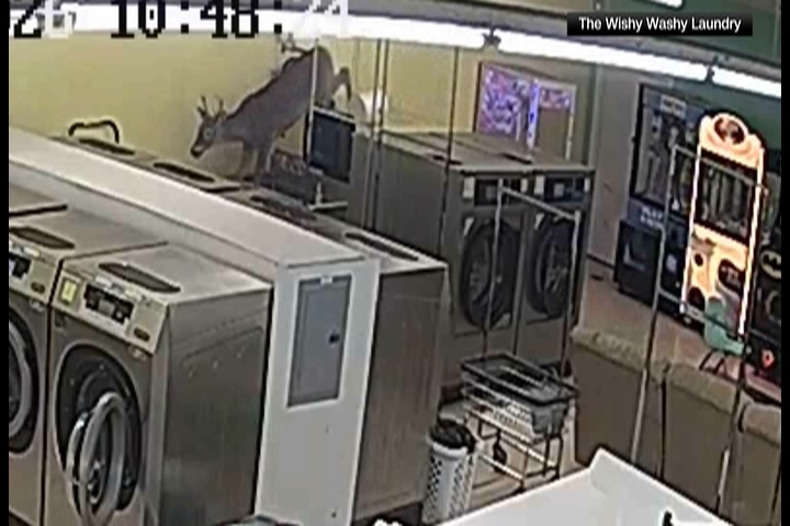 Deer in laundromat