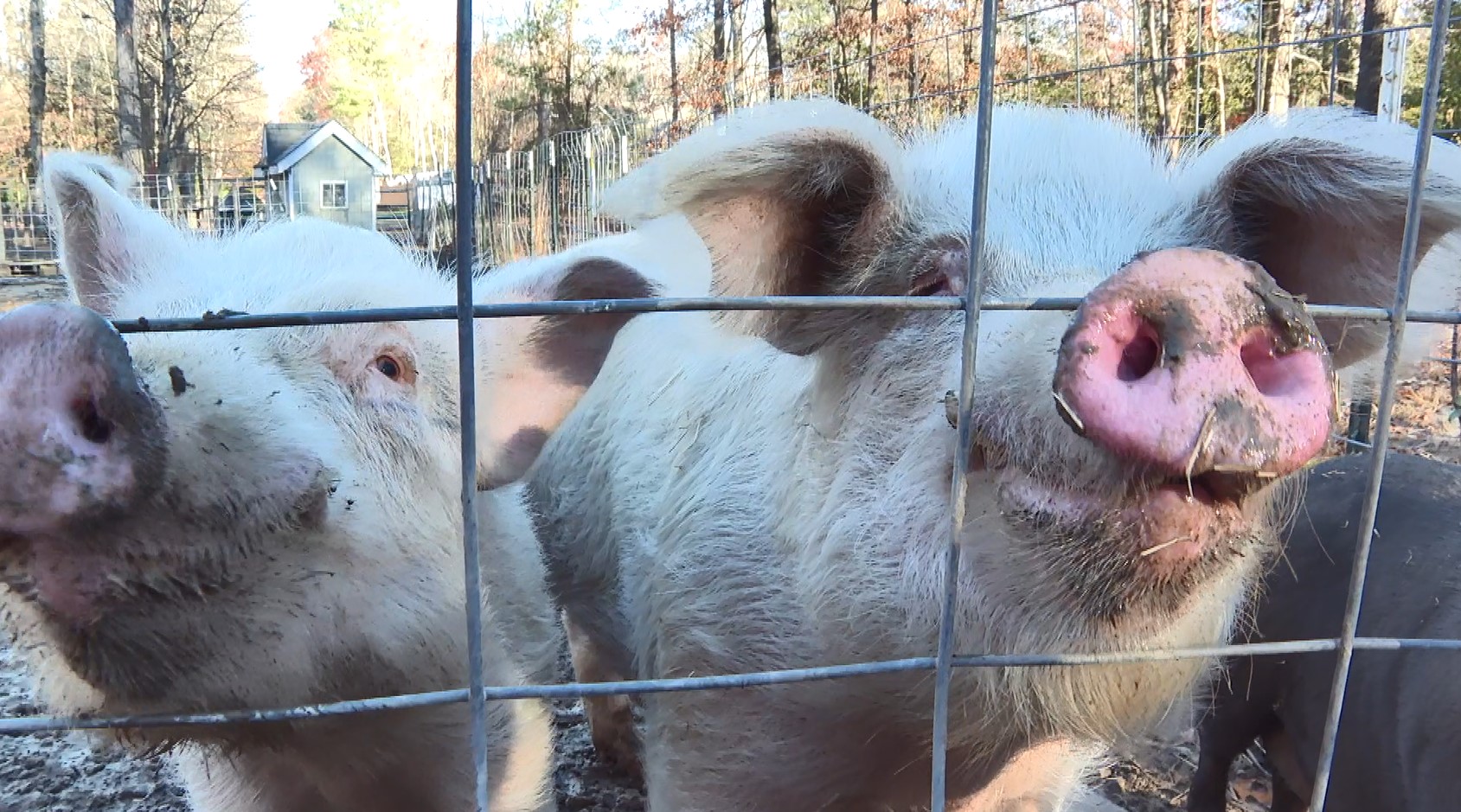 Loving Acres Chesterfield Farm .jpg