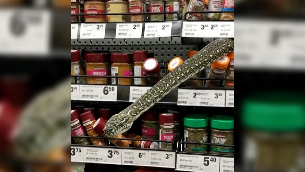 Woman Comes Face To Face With Snake In Australia Supermarket