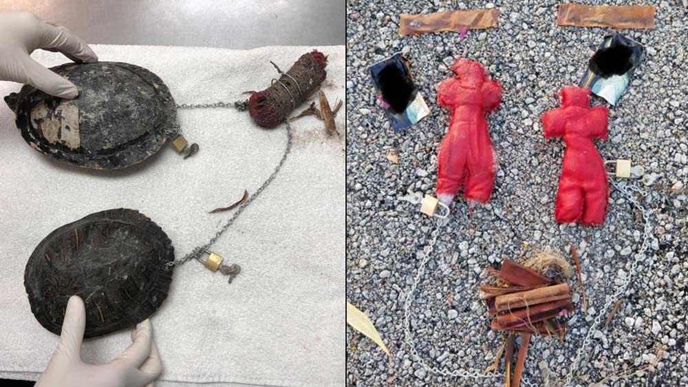 In late November 2018, two freshwater turtles that were chained together and found frantically swimming in the ocean in opposite directions on Miami Beach. 