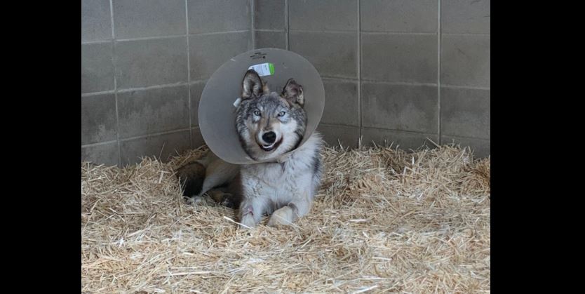 simpson the wolf.JPG