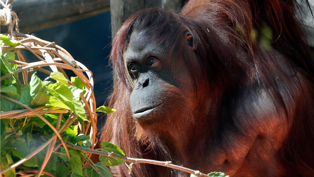 WPTV-SANDRA-ORANGUTAN.jpg