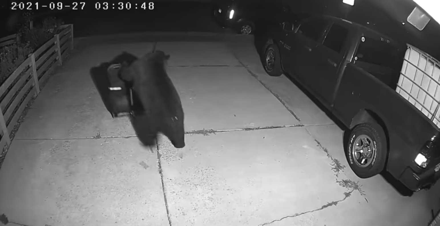 Black bear vs trash can