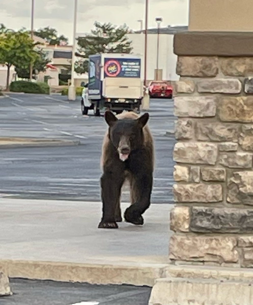 Prescott Valley Bear.jpg