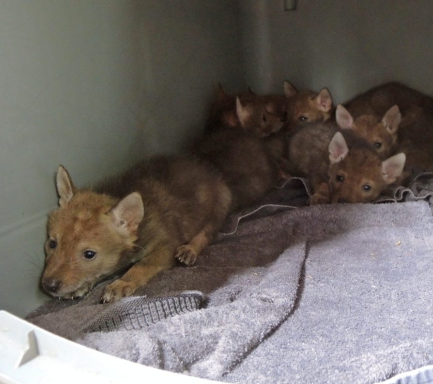 Coyote pups rescued from irrigation pipe