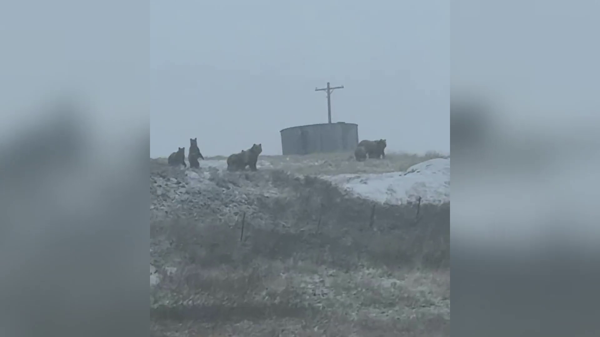 Riawna Marie shared video of a group of grizzlies she saw near Dupuyer