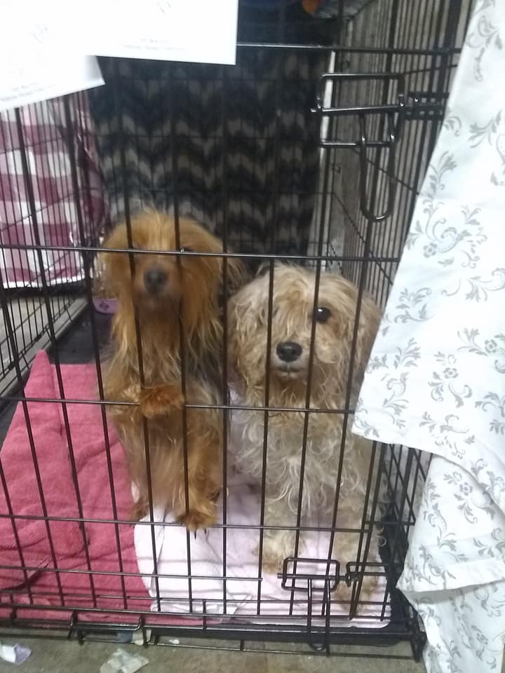 GeorgiaPuppyHoarding