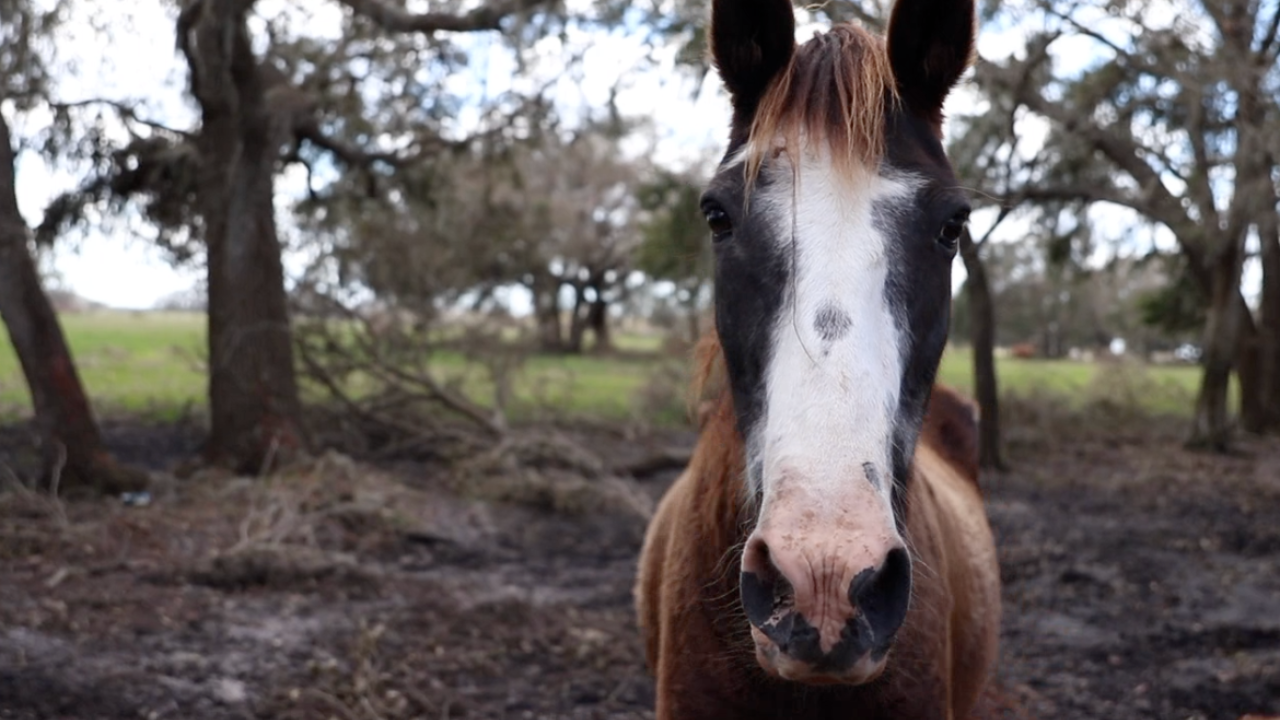 Farmers are struggling after Hurricane Ian kills animals and destroys properties
