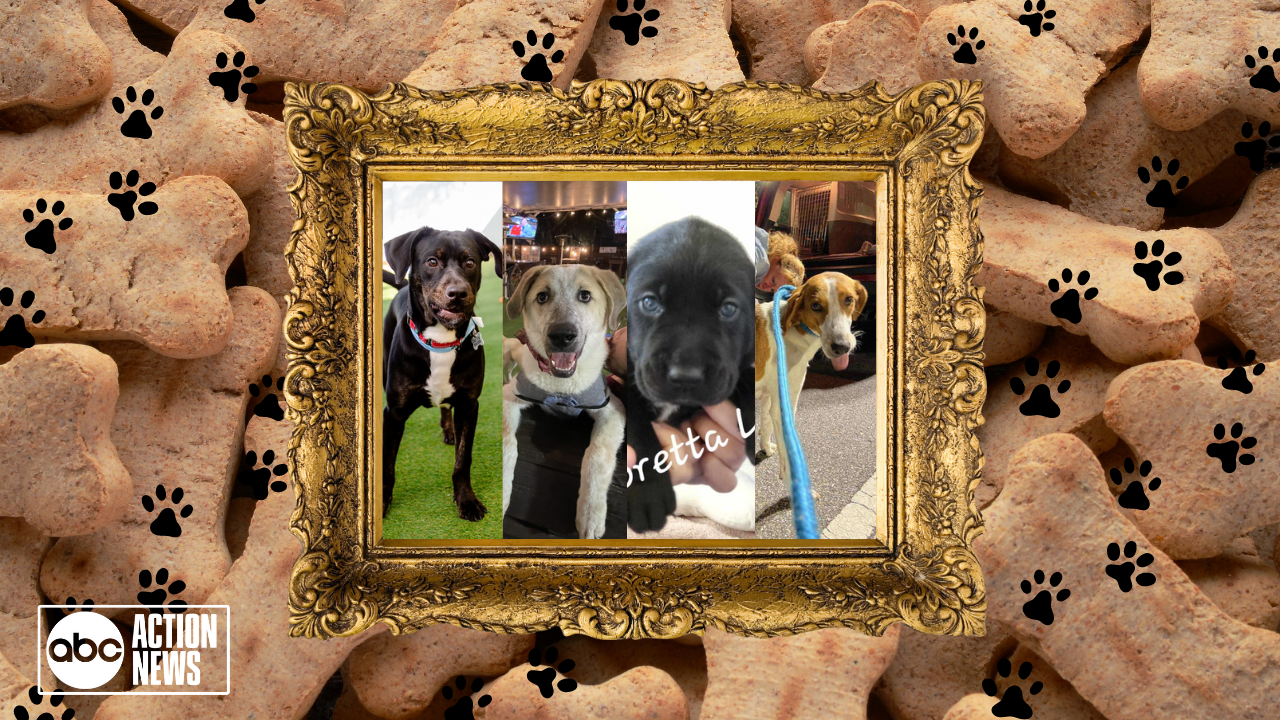 Rescues in Action: Goose, Darby, and Winnie & Loretta Lynn