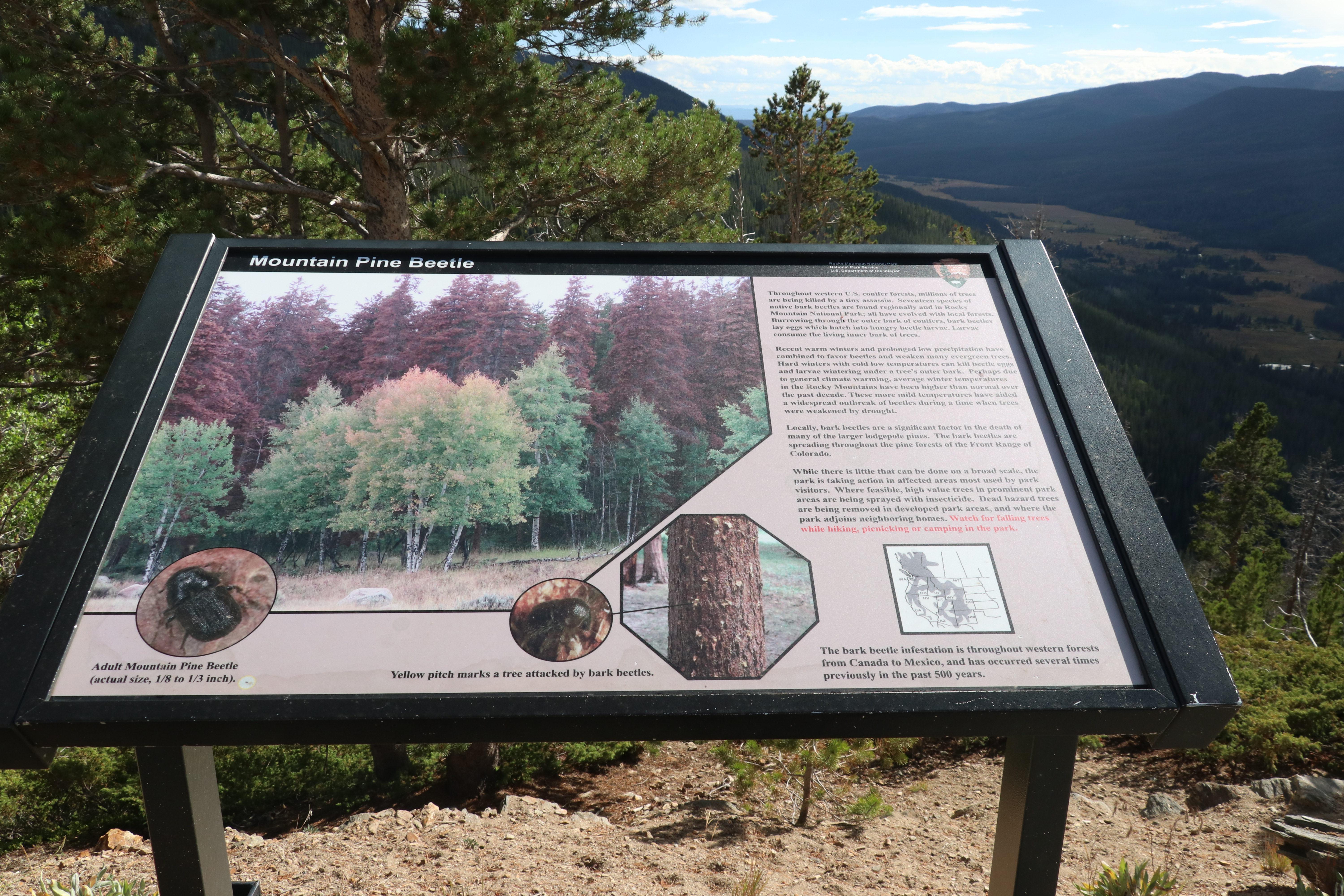 Mountain Pine Beetle Wayside.jpg
