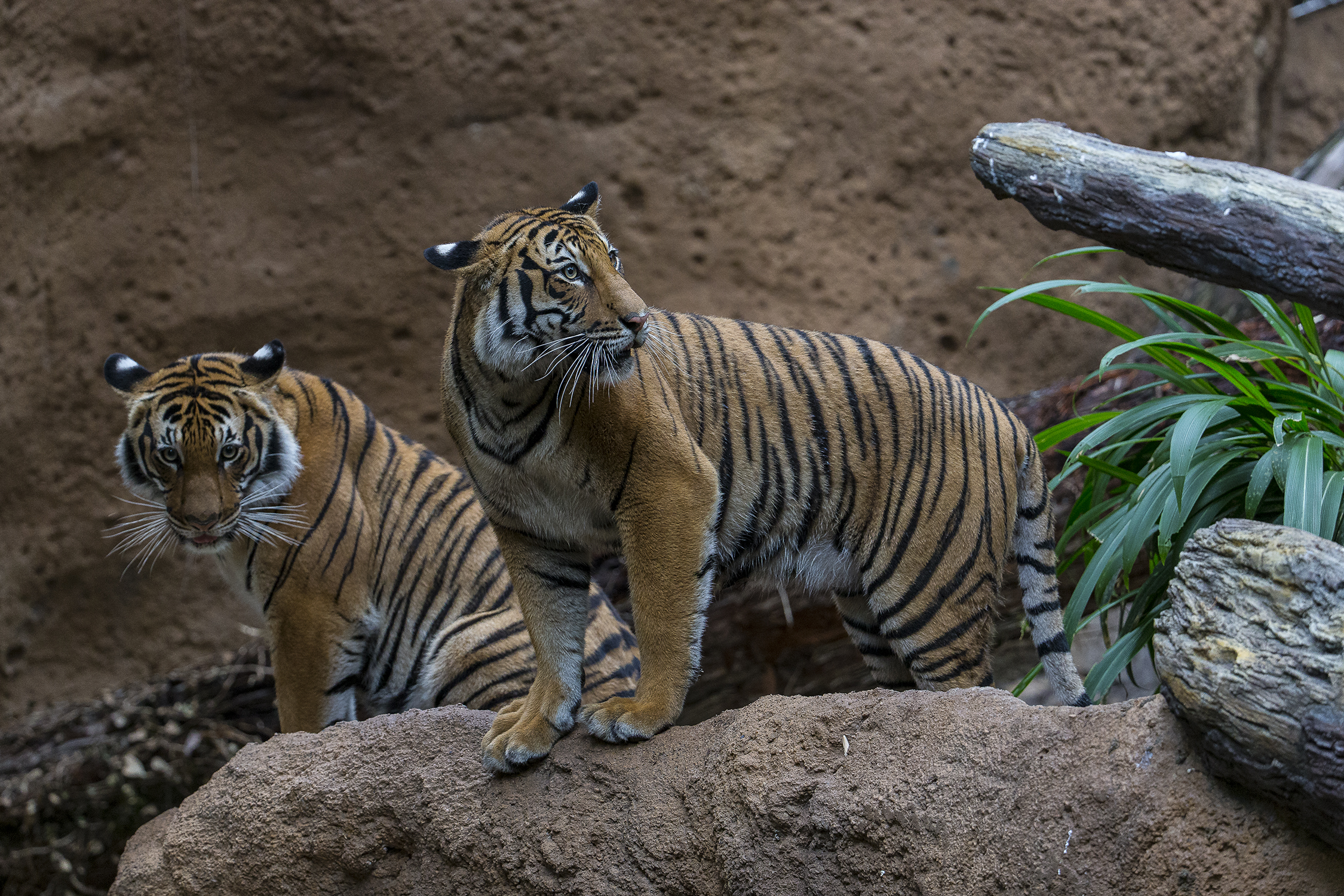 san diego zoo cinta berani tigers_2.jpg