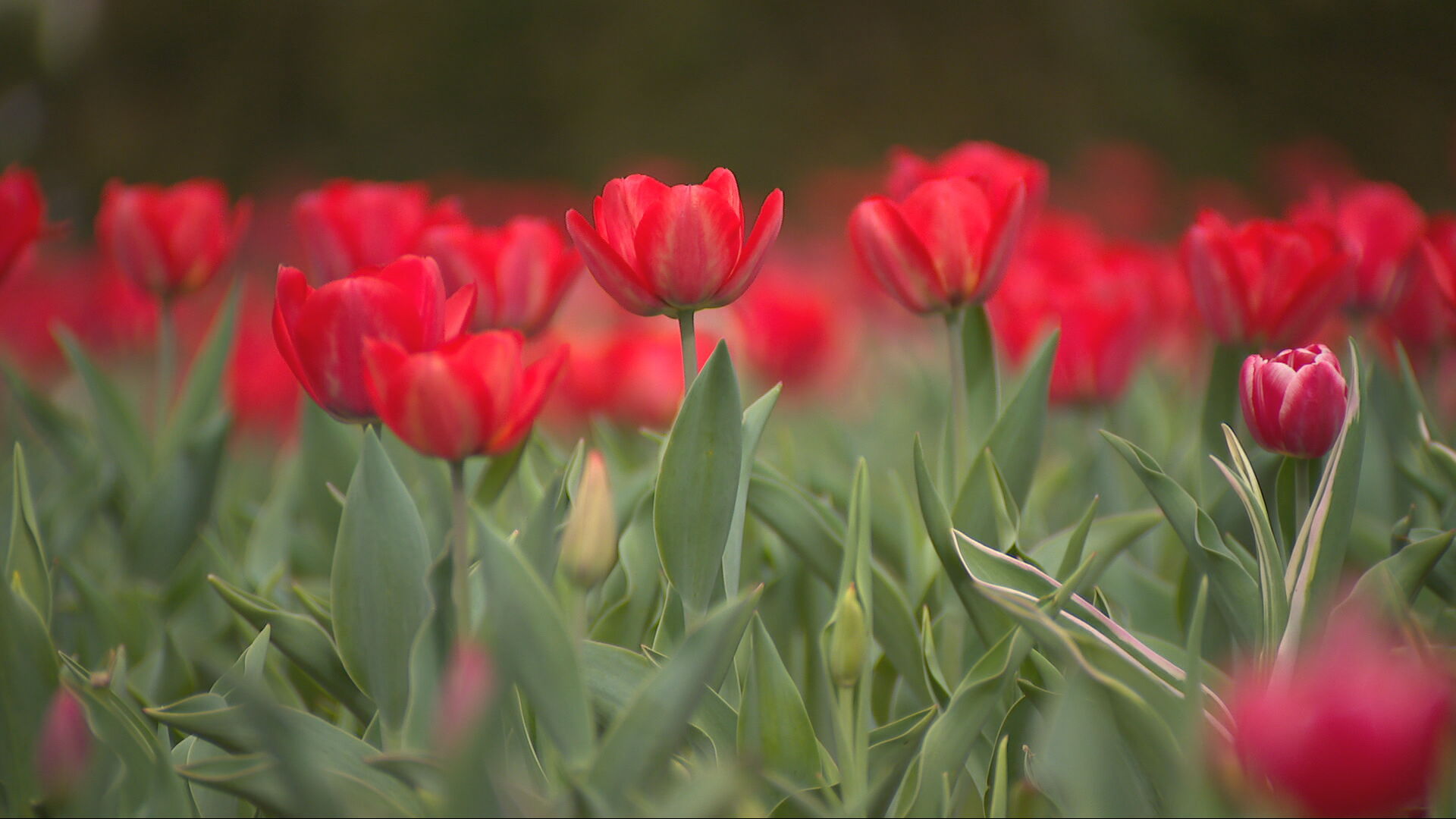 Cheekwood tulips