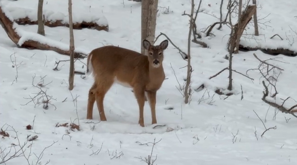 Screenshot 2026-01-16 at 6.32.20 PM.jpg