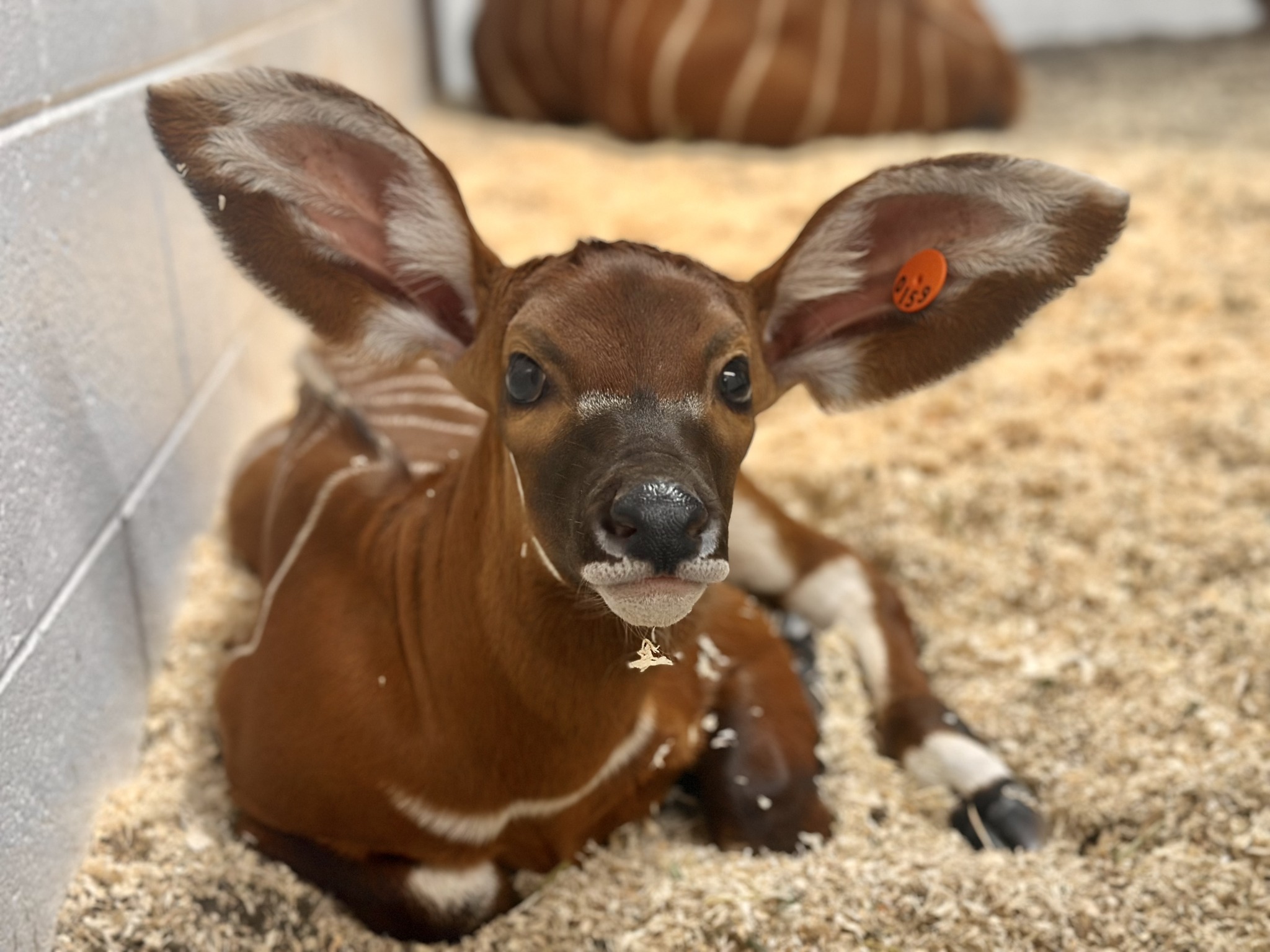 endangered bongo calf.jpg