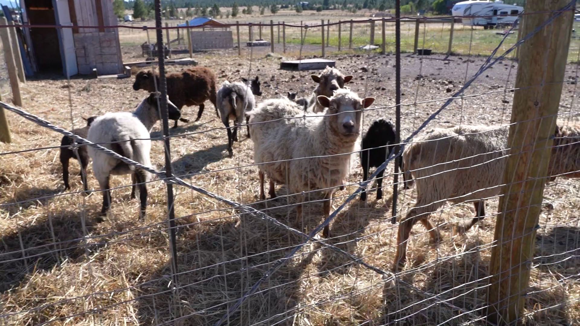 Hoof&Paw Farm