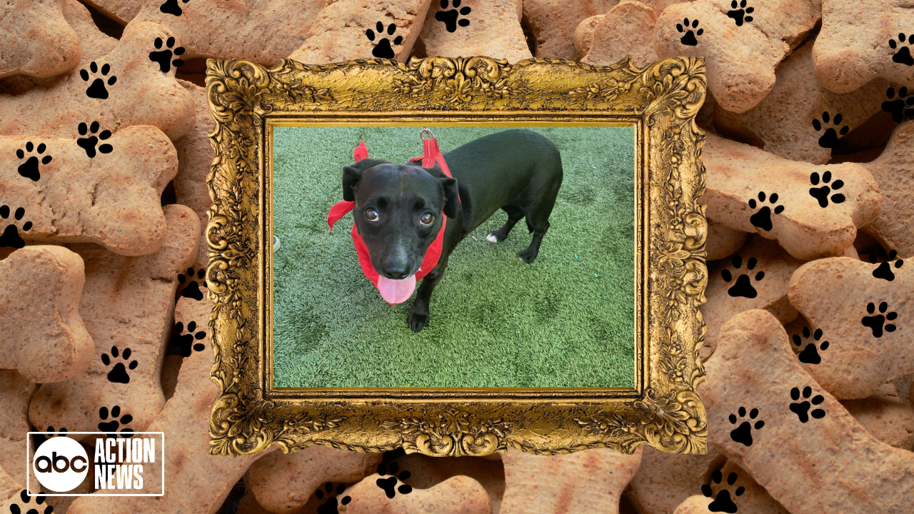 Rescues in Action: Beanie