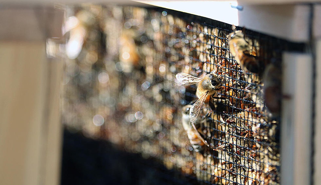 bees.jpeg