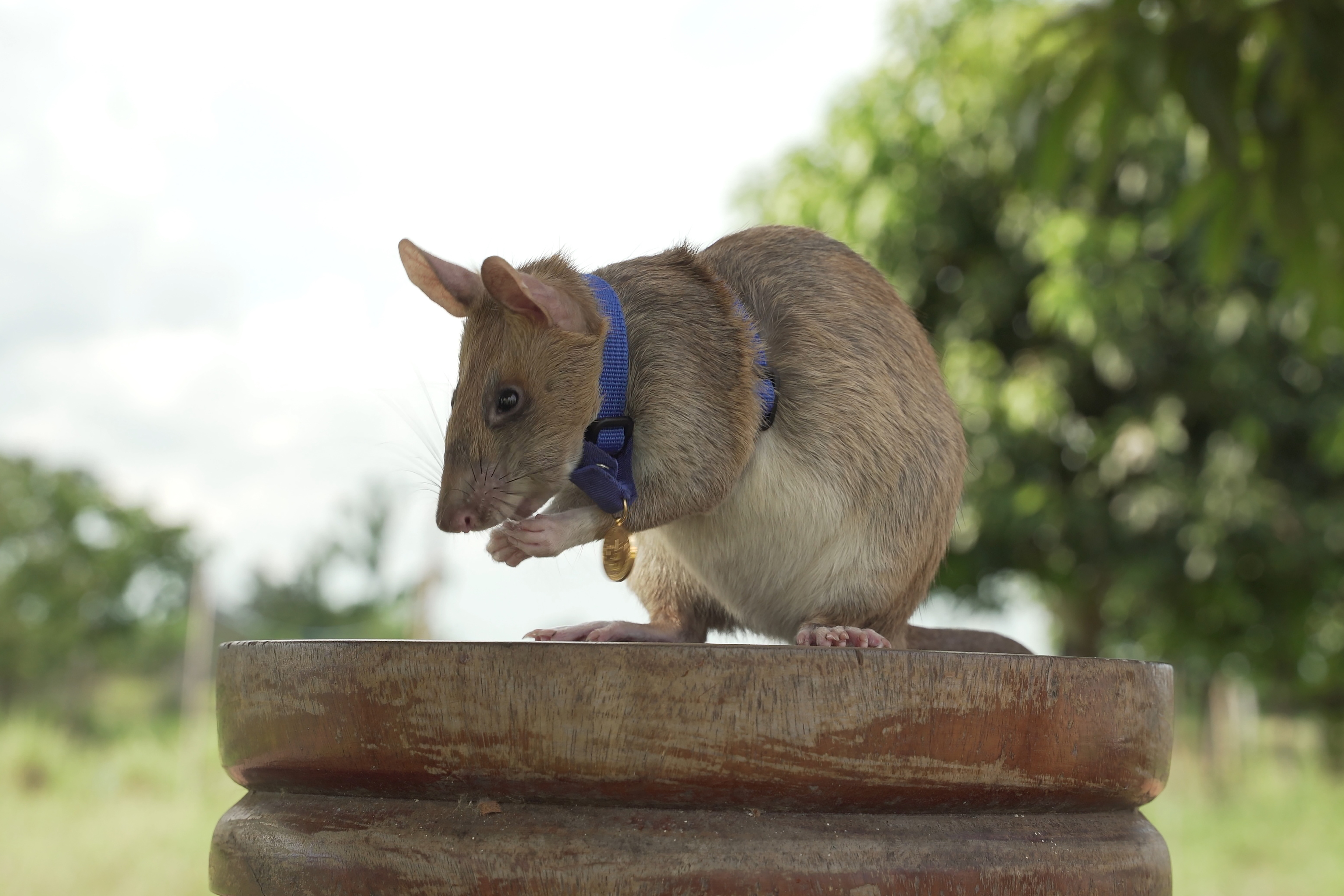 Cambodia Hero Rat