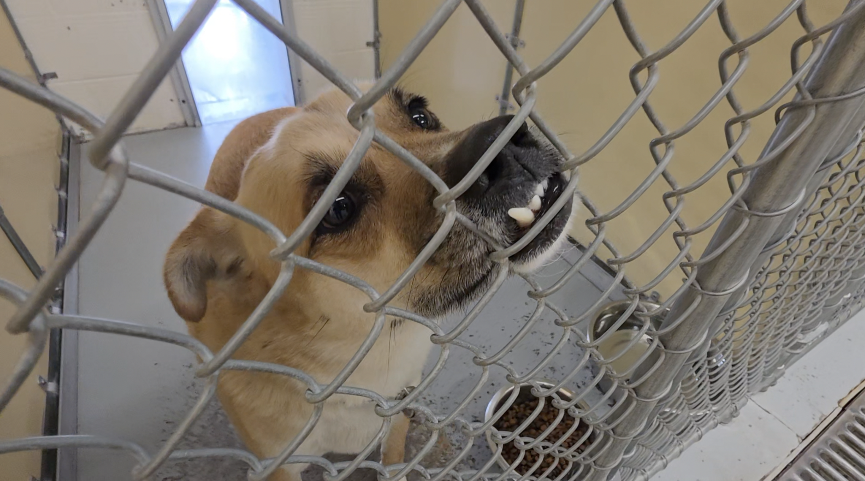 Twin Falls shelter seeks foster families for kennel renovation