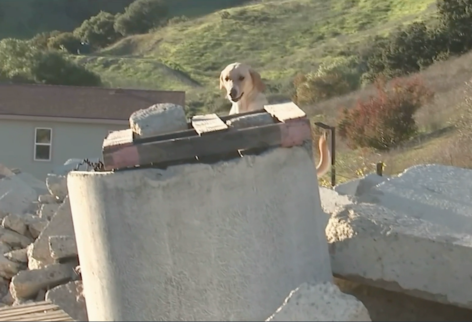Search dog foundation 