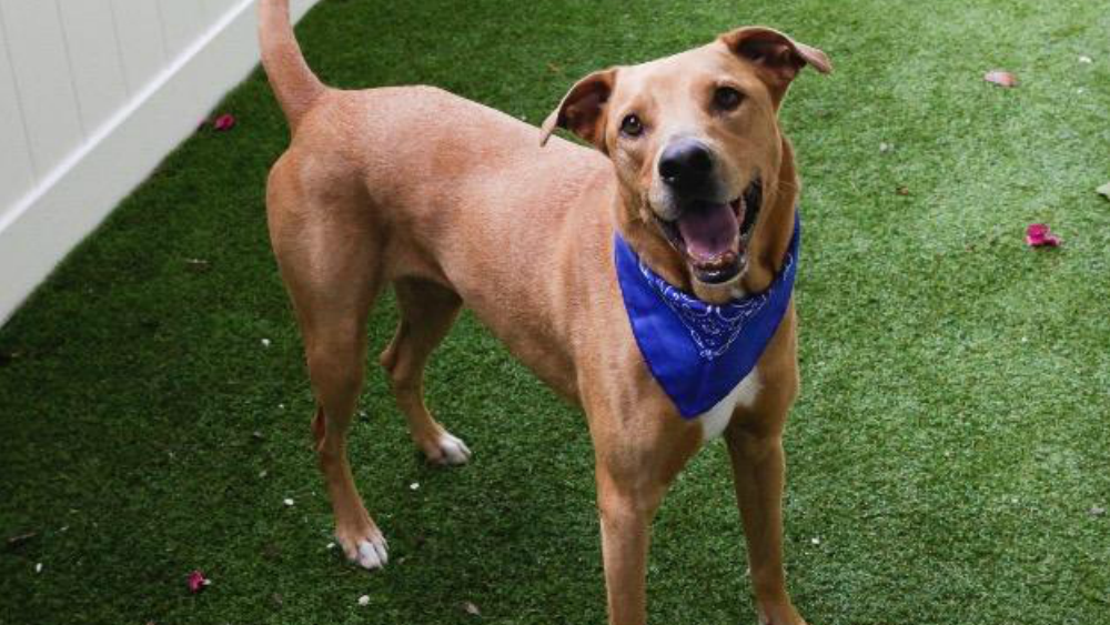 Buttercup pet of the week