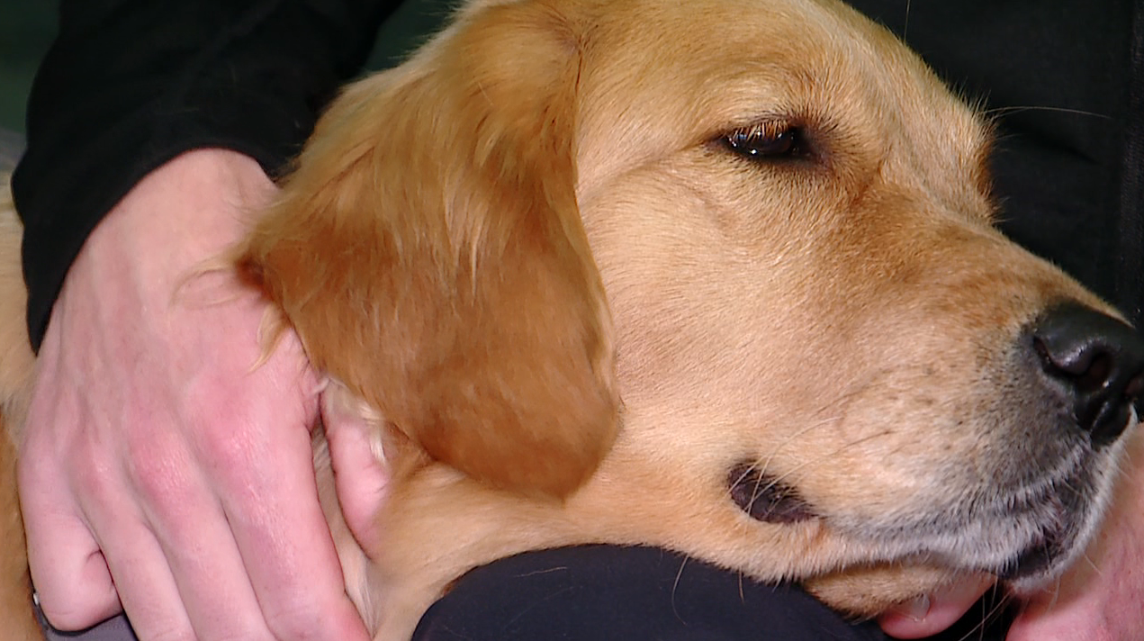 Indi the good Golden Retriever therapy dog yes she is
