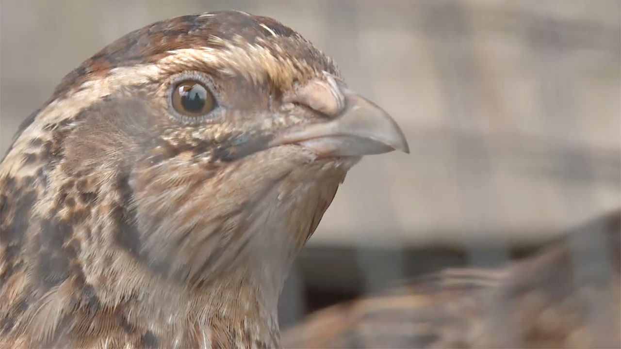 Quail at Quail Quest in Port St Lucie