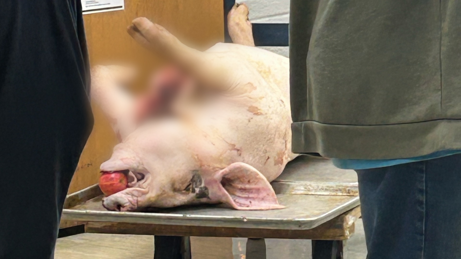 Dead Pig on display at Charlotte High School lunchroom October 8, 2025
