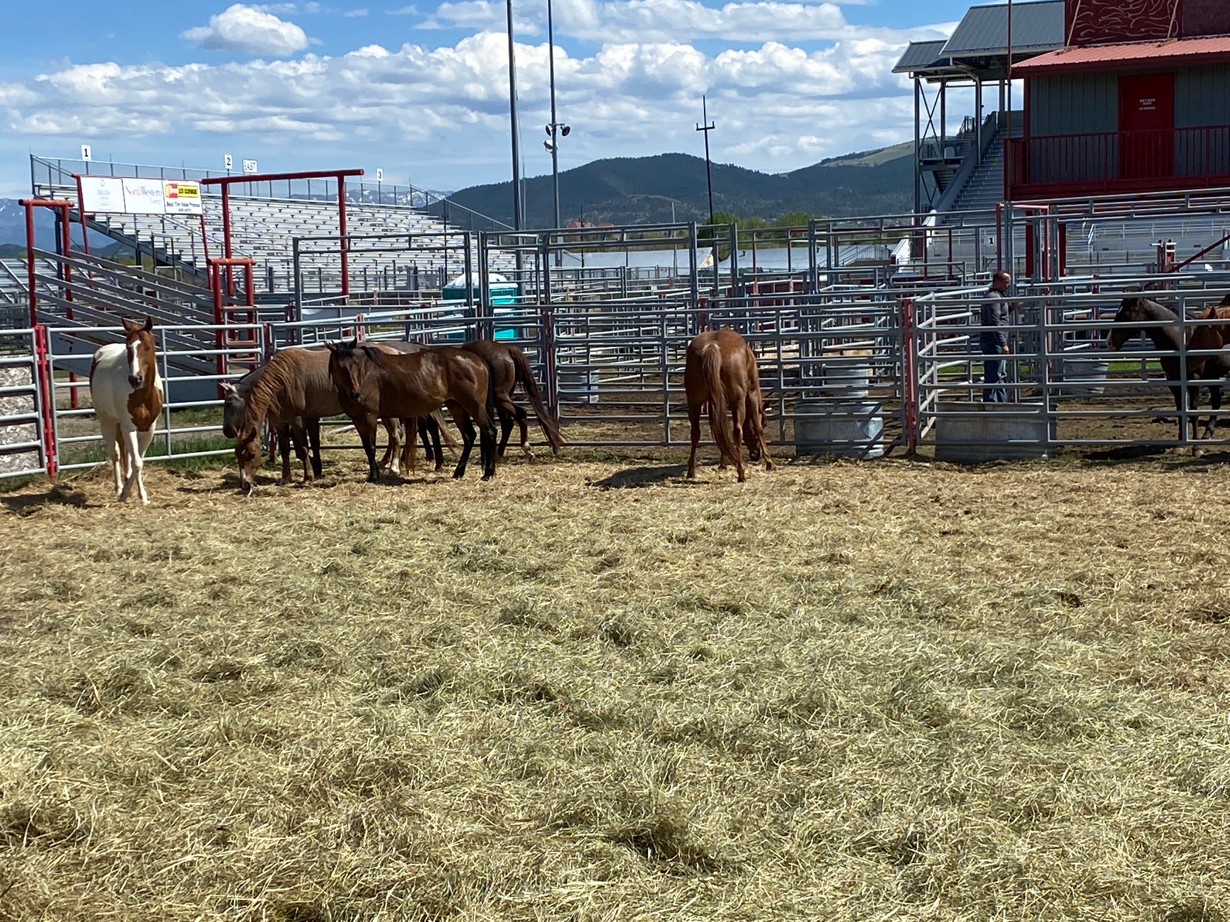 Lewis & Clark County Sheriff's Office conducting animal neglect investigation