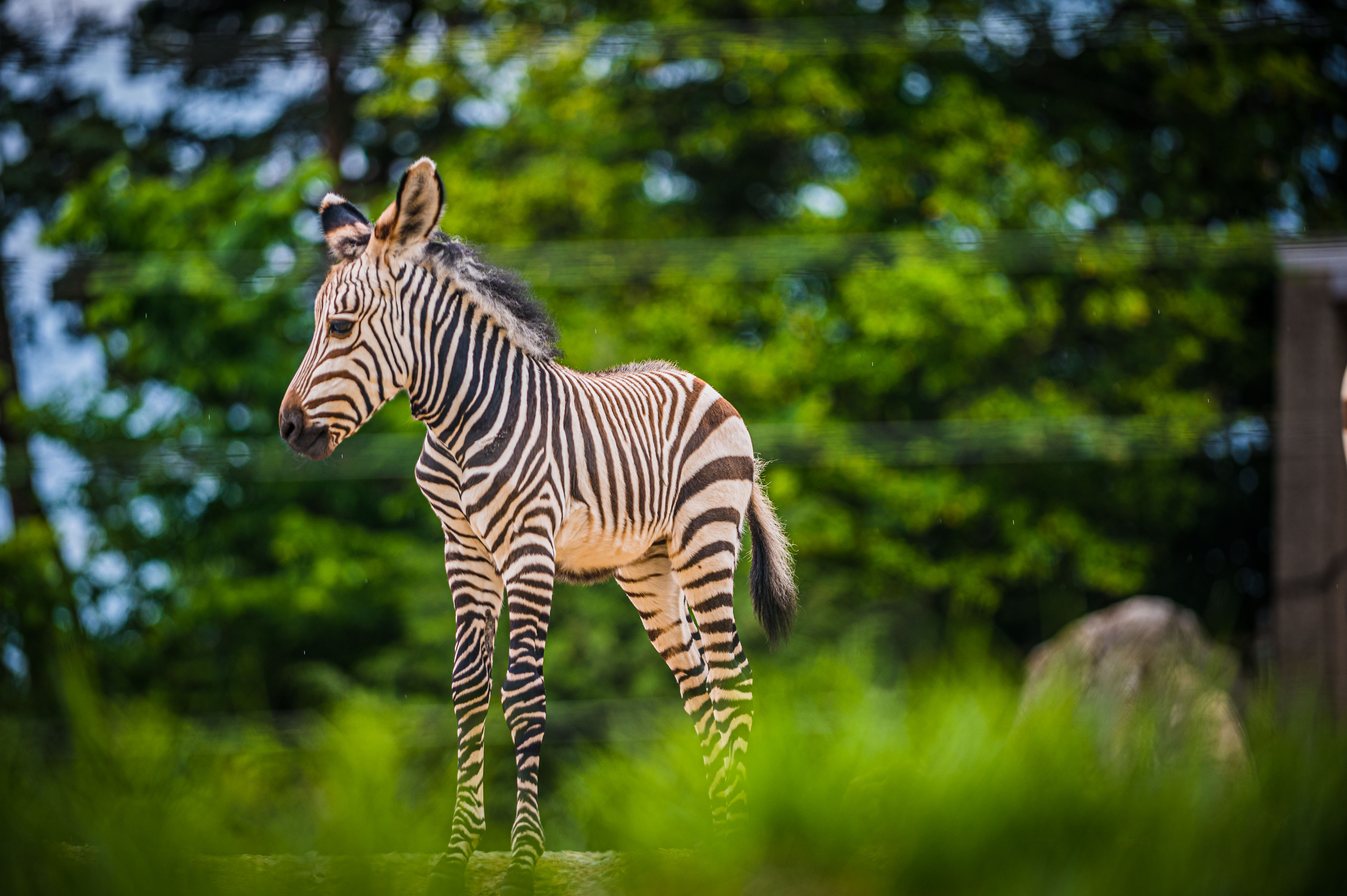 Zebra foal first day out_2022-05-18_kyleshepherd_05.jpg