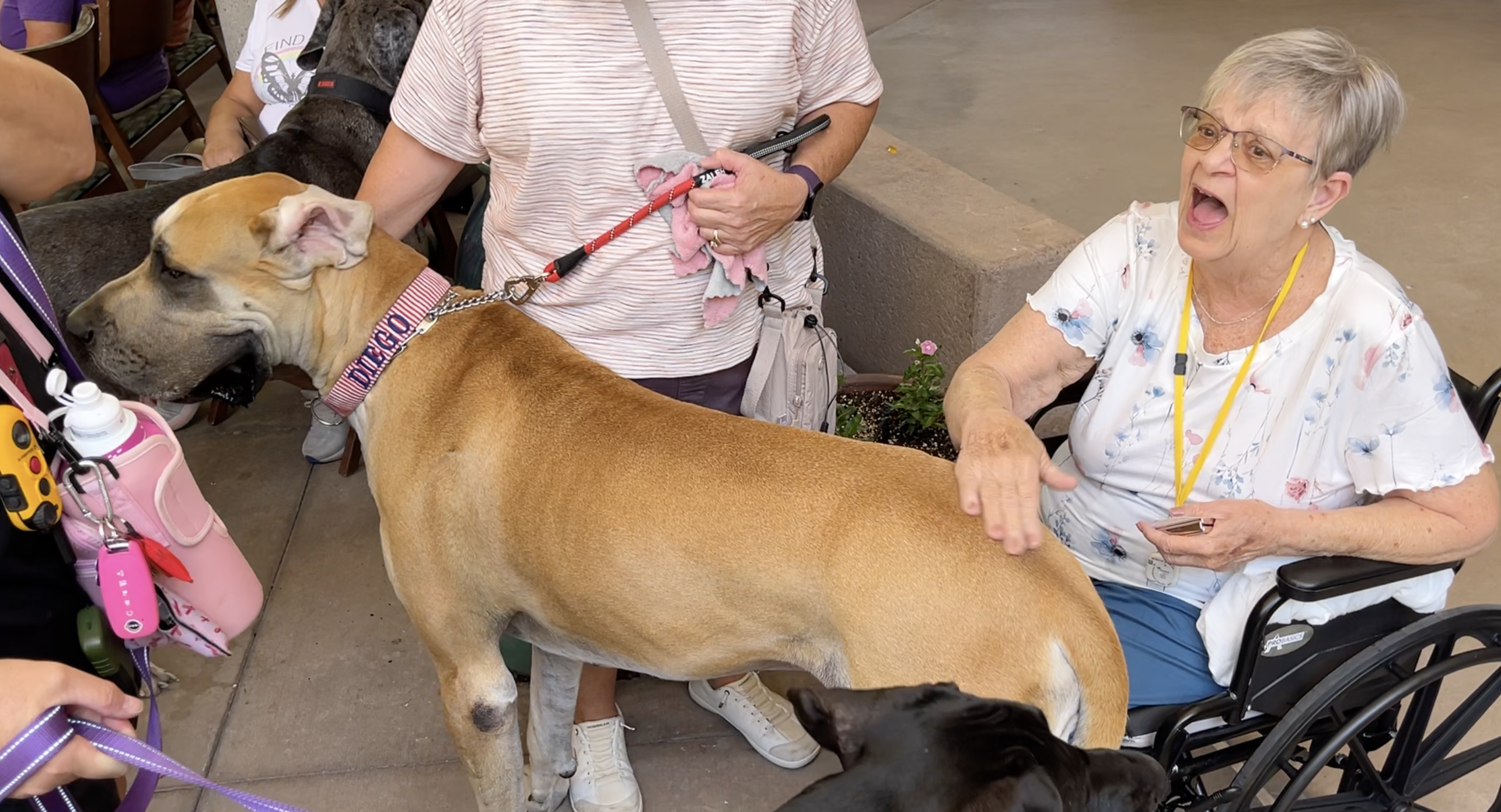 great dane patient meetup 