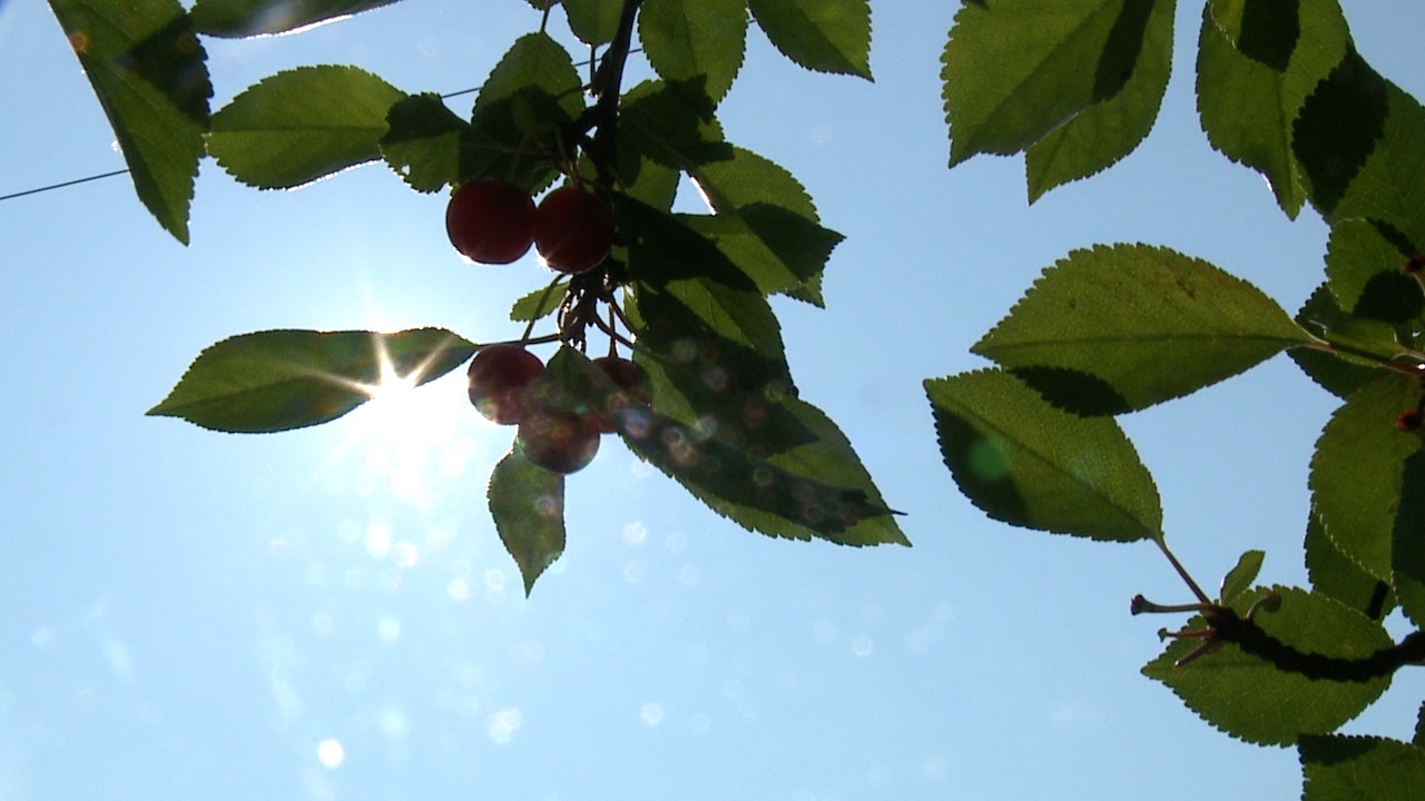 sun cherries.jpg