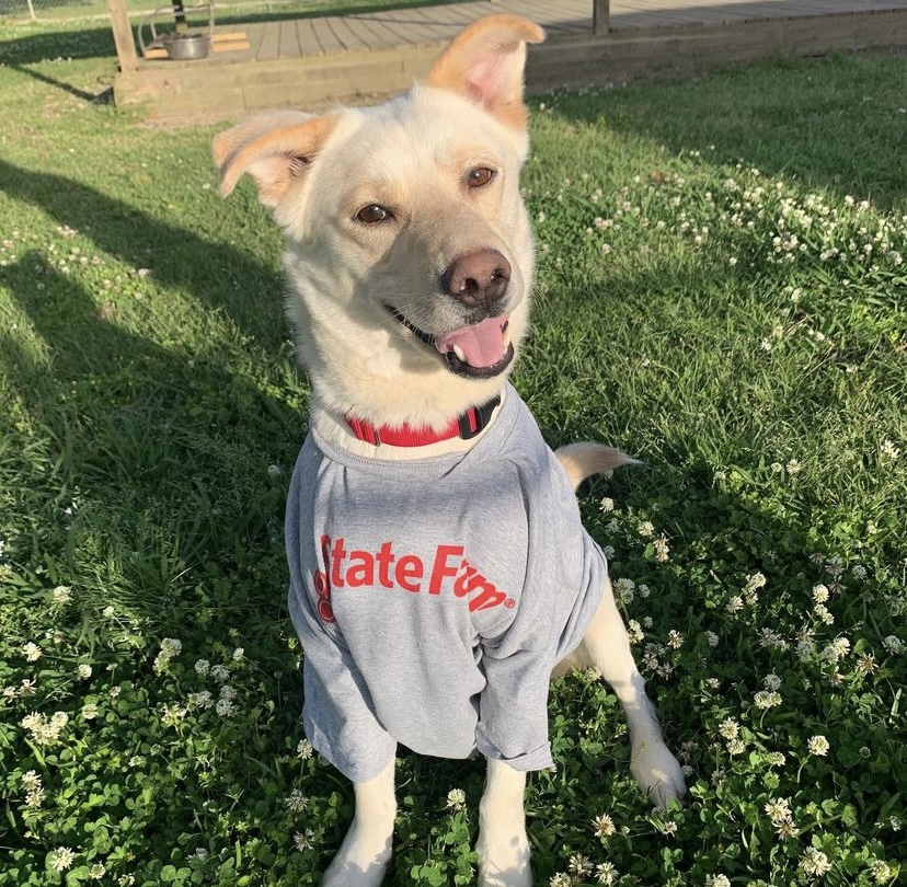 GMA Pet of the Week: Jake