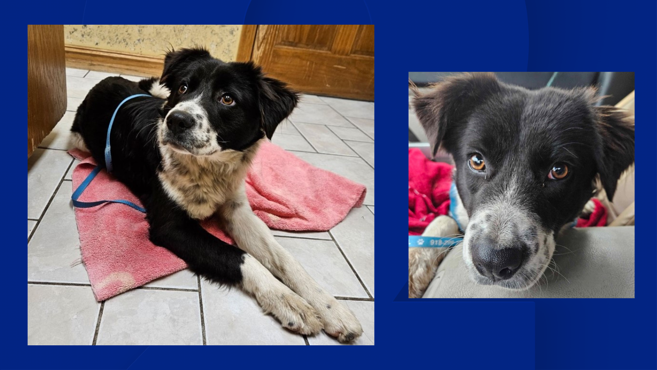 Missing dog Gretchen 