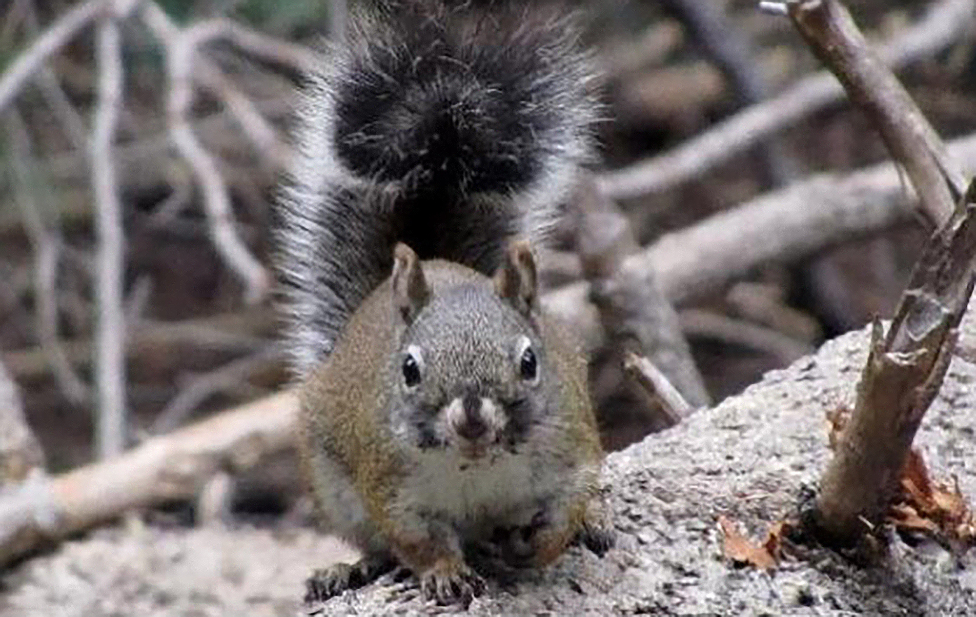 Endangered Red Squirrels-Survey
