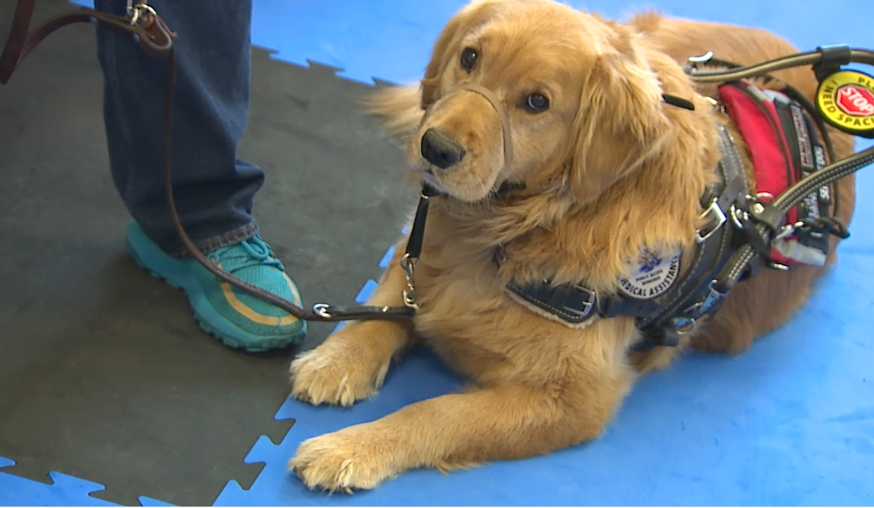 Domino Service Dogs