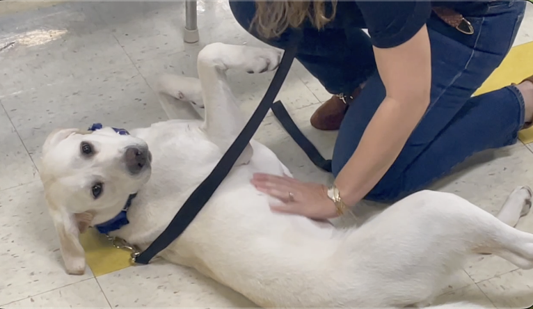 PAWsitive Vibes: Bryan ISD introduces second of three new comfort dogs to elementary schools in the district
