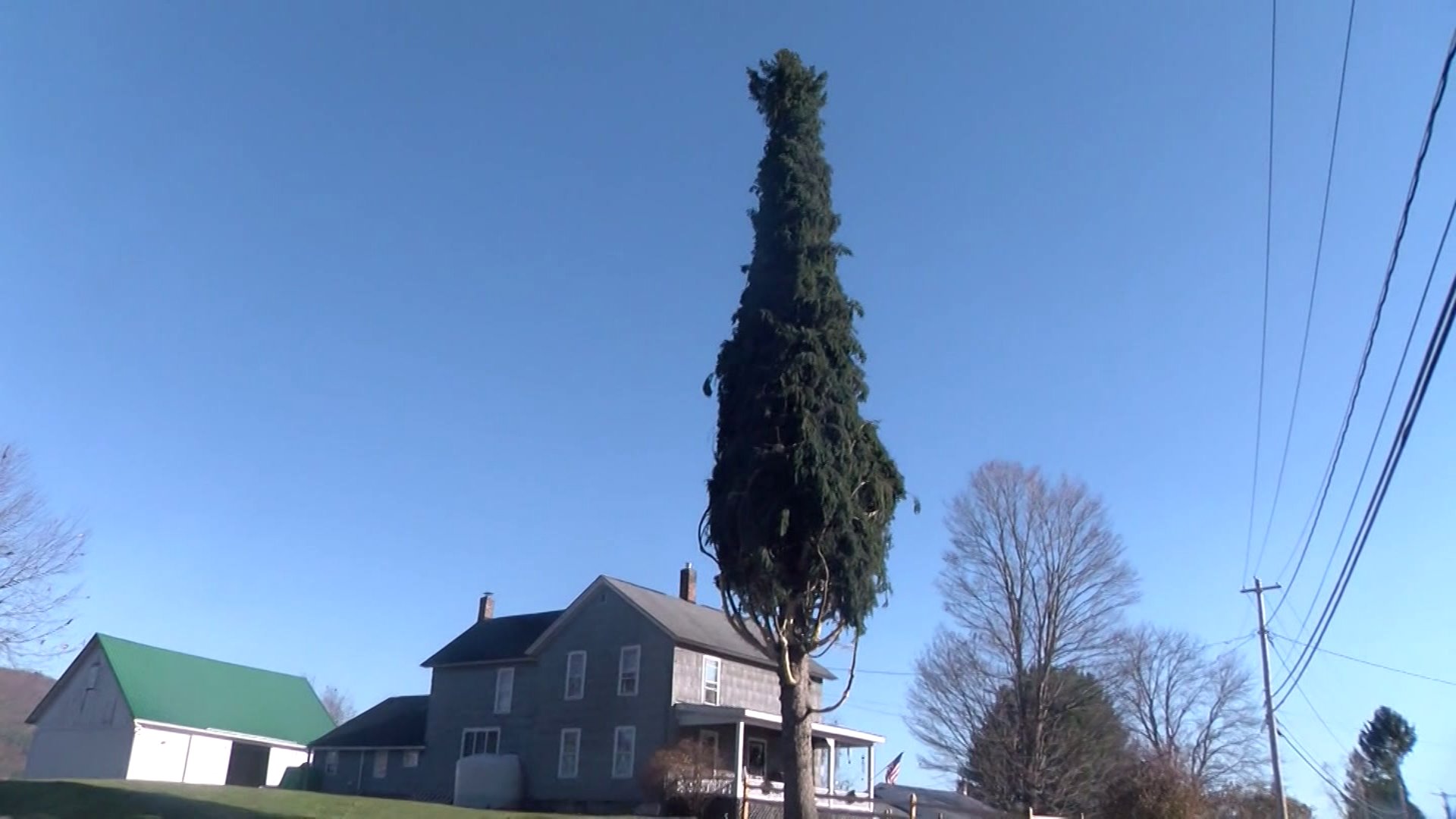 The 2020 Rockefeller Center Christmas tree has been chosen