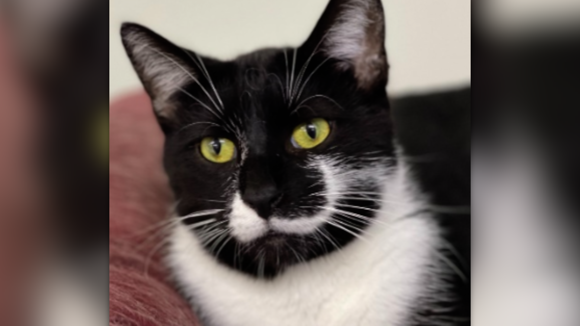 Cat mustache you a question.png