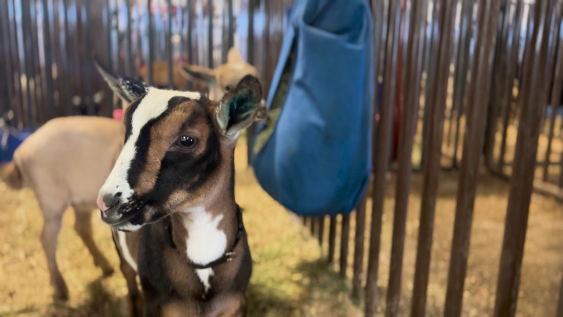 Dairy goats highlighted at the Montana State Fair