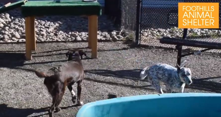 web animal shelter.JPG